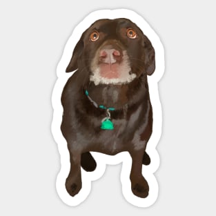 Chocolate Labrador Dog Sticker